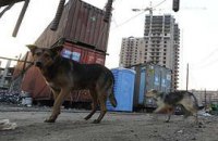 Украинцы не готовы приютить бездомных животных - опрос