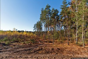 У Бориспільському районі знайдено два трупи зі слідами тортур