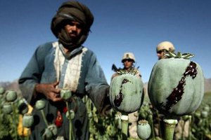 ​Афганистан обновил свой рекорд по производству опия