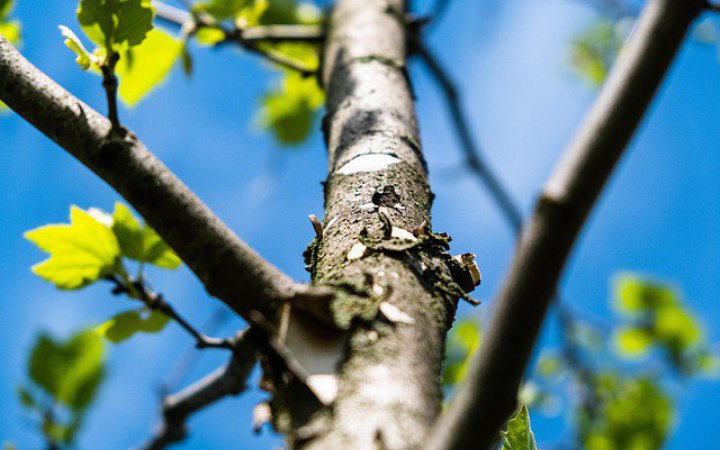 Мінекономіки та ООН запускають проєкт із відновлення лісів в Україні