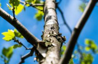 Мінекономіки та ООН запускають проєкт із відновлення лісів в Україні