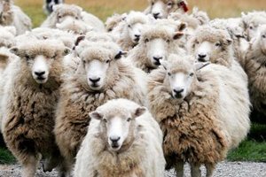 В Австралии сотни овец высыпались на шоссе