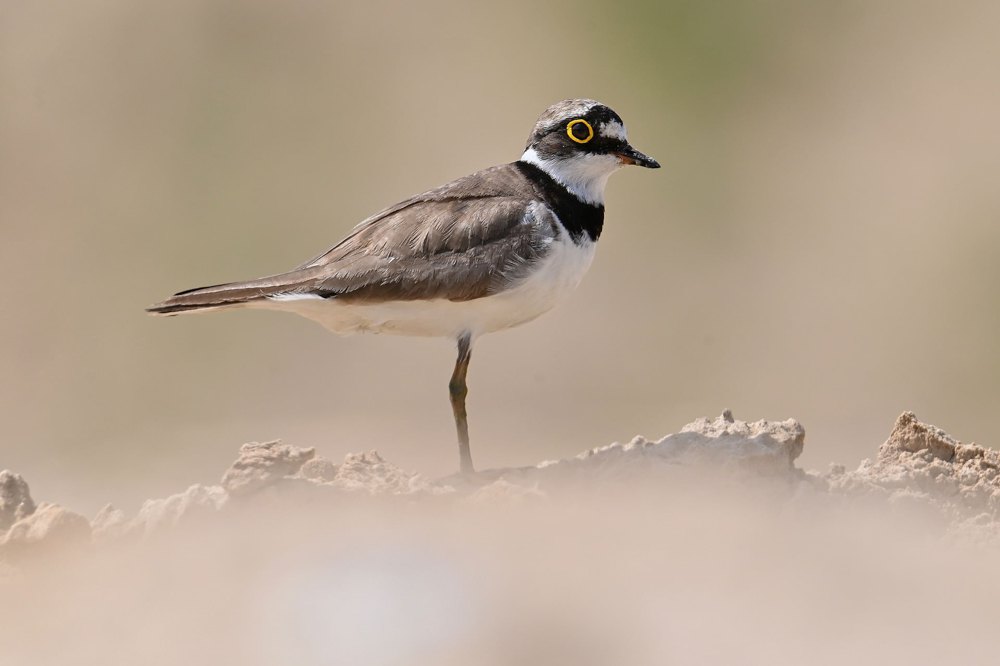 Пісочник малий