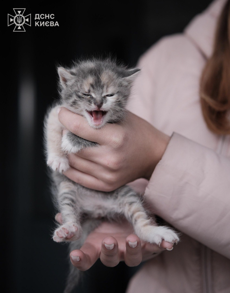 Врятована тварина