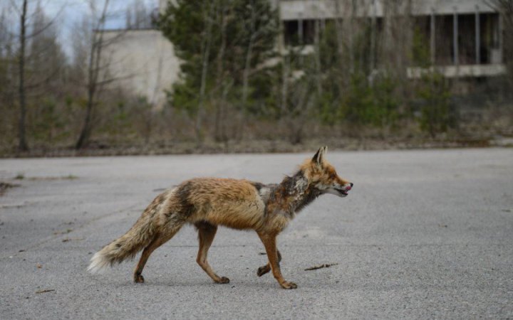 Головними в профілактиці сказу є не медики, а місцева влада з ветеринарами – ЦГЗ