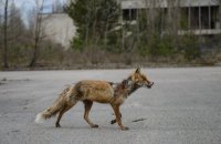 Головними в профілактиці сказу є не медики, а місцева влада з ветеринарами – ЦГЗ