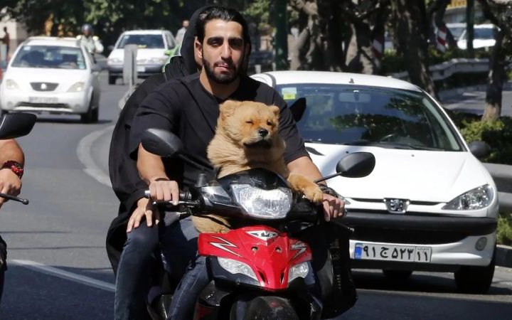 Іран розширює заборону на вигул собак