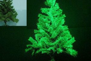 Ученые пробуют клонировать идеальную Новогоднюю елку