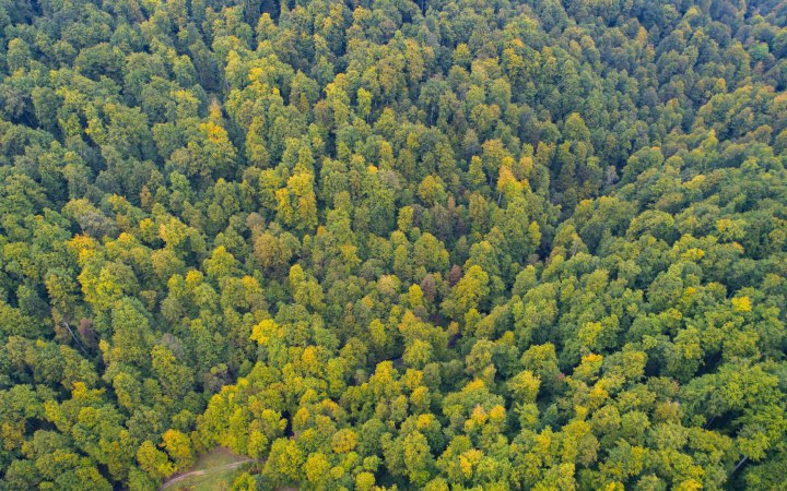 На Закарпатті прокуратура вимагає встановити охоронний статус для 527 га пралісів