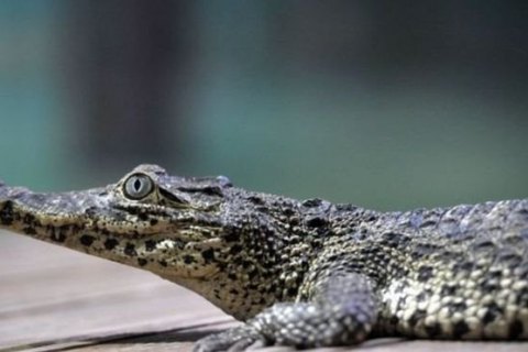 Крокодил Фиделя Кастро покусал пенсионера в стокгольмском океанариуме