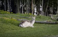Український фільм “ДІВІЯ” покажуть в ООН на головній кліматичній конференції світу