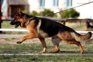 ​Украинские собаки признаны лучшими в поиске наркотиков