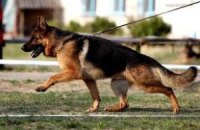 ​Украинские собаки признаны лучшими в поиске наркотиков