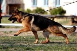 Верховная Рада намерена увеличить штрафы за выгул собак