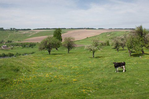 Британский ученый и мультимиллионер погиб в результате нападения стада коров