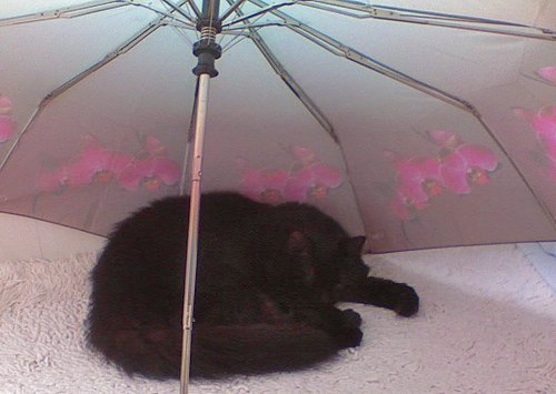 Маркиза под зонтом