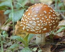 В Днепропетровской области 8 человек отравились грибами