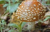 В Днепропетровской области 8 человек отравились грибами