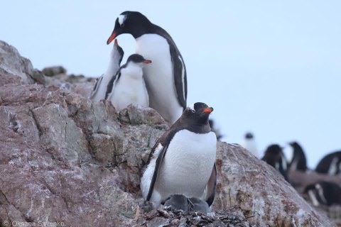 Украинские полярники посчитали пингвинов, живущих возле "Академика Вернадского"