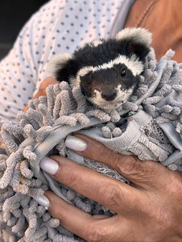 Перегузня Облачко, яку післі довгої реабілітації вдалося повернути в природу