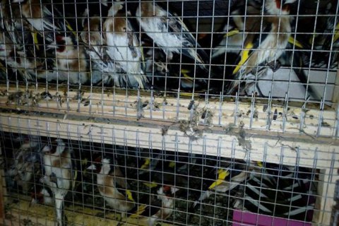 Контрабандных щеглов в Борисполе отпустили на свободу