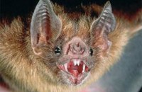 МОЗ: кажани є найімовірнішим резервуаром коронавірусу