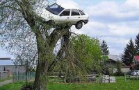 Поляк нашел свой автомобиль на дереве