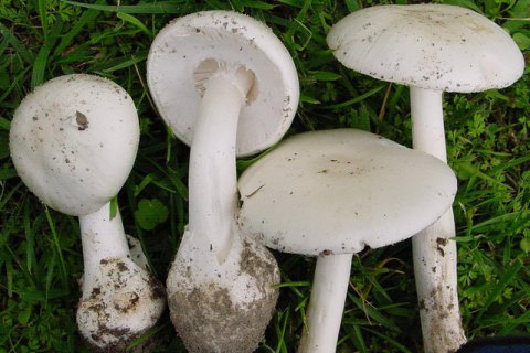 Шесть жителей Львовской области попали в реанимацию из-за отравления грибами