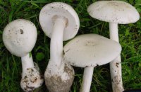 Шість жителів Львівської області потрапили в реанімацію через отруєння грибами