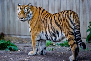 Тигры растерзали человека в датском зоопарке