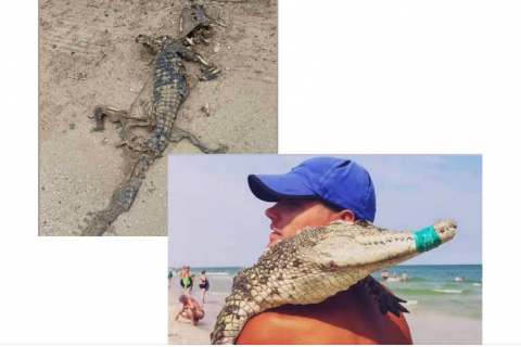 На пляжі в курортній Кирилівці знайшли мертвого крокодила