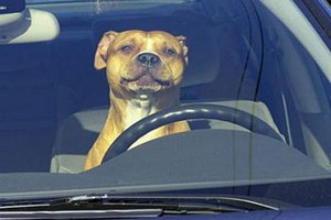Московские псы угнали машину у своего хозяина