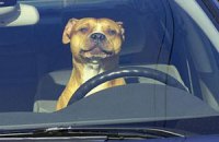 Московские псы угнали машину у своего хозяина