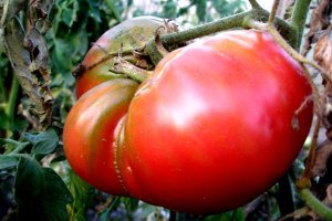 ​В Украине резко подорожали помидоры