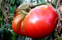 ​В Украине резко подорожали помидоры