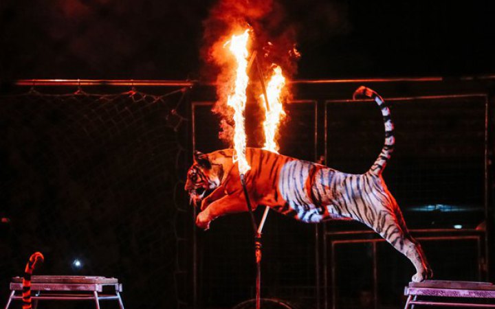 У Німеччині зоозахисники зірвали виставу одного з найбільших цирків Європи