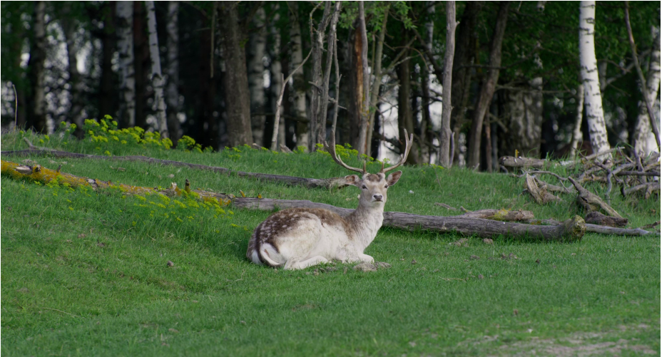 Кадр з фільму 'Дівія'.