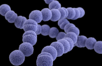 Рідкісна бактерія, яка може вбити за 48 годин, поширюється в Японії