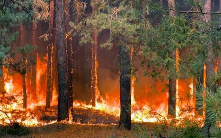 На Полтавщині гасять масштабну лісову пожежу