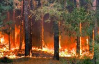 На Полтавщині гасять масштабну лісову пожежу