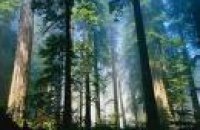 В Днепропетровской области увеличится площадь лесов