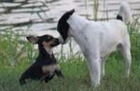 Полиция спасла 2 тысячи собак от отправки во Вьетнам