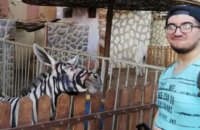 В Єгипті зоопарк пофарбував осла і видавав його за зебру