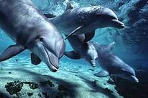 В харьковском дельфинарии родился детеныш дельфина 