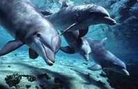 В харьковском дельфинарии родился детеныш дельфина 