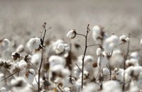 ​​Узбекистан посилює контроль за експортом бавовняної целюлози, яку використовують для виробництва пороху та патронів