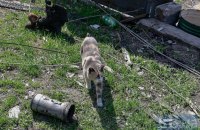 Увечері під Черкасами спрацювала ППО, збили дві ракети