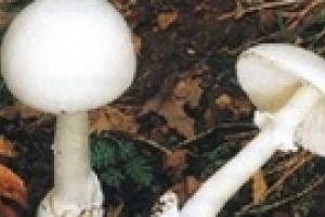 В Винницкой области четыре человека отравились грибами