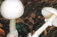 В Винницкой области четыре человека отравились грибами