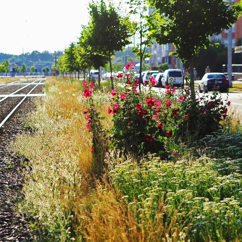 Приклад ділянки з різнотрав'ям 